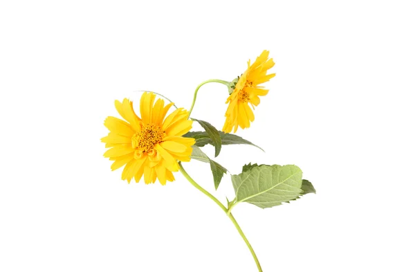 Stokrotka żółty kwiaty na białym tle — Zdjęcie stockowe