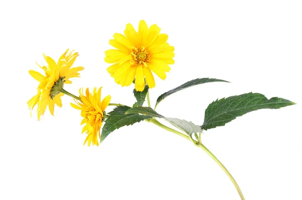 Flores de margarita amarilla aisladas sobre fondo blanco —  Fotos de Stock