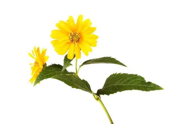 Flores de margarita amarilla aisladas sobre fondo blanco —  Fotos de Stock