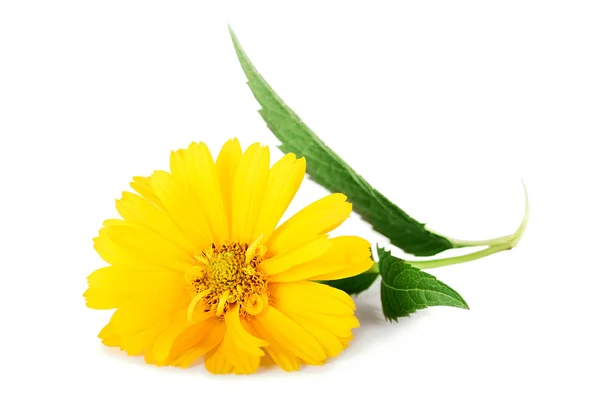 Amarelo flores margarida isolado no fundo branco — Fotografia de Stock