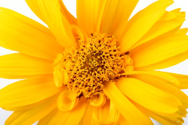 Closeup fotografie žluté sedmikrásky květin — Stock fotografie