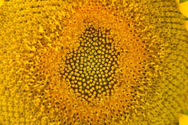 bir ayçiçeğinin makro fotoğrafı