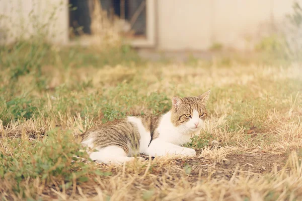 Katten vilar i parken en solig dag — Stockfoto