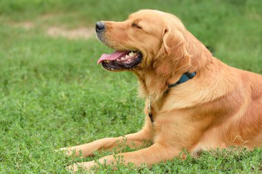 Golden retriever portre