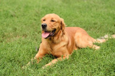 Golden retriever portre