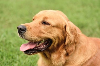 Golden retriever portre