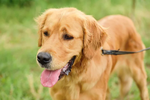 Golden retriever portre — Stok fotoğraf