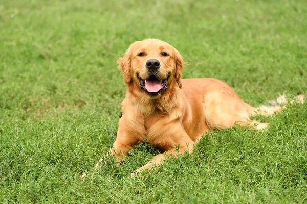 Golden retriever portrait — Stock Photo, Image