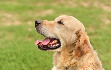 Portre portre bir golden retriever köpek