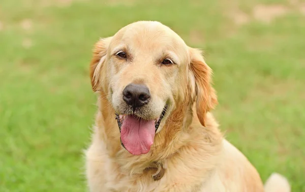 ゴールデンレトリーバー犬のポートレート、クローズ アップ — ストック写真