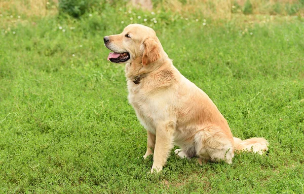 Portre portre bir golden retriever köpek — Stok fotoğraf