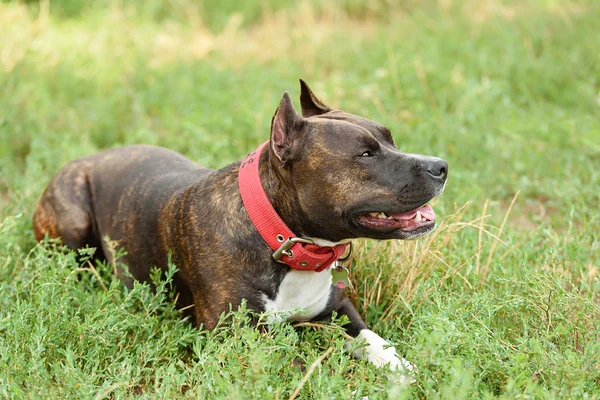 Staffordshire taureau terrier portrait — Photo