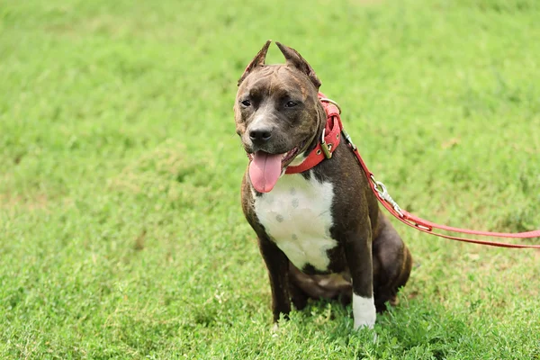 Staffordshire Bullterrier Porträt — Stockfoto