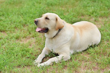 Labrador köpek portre