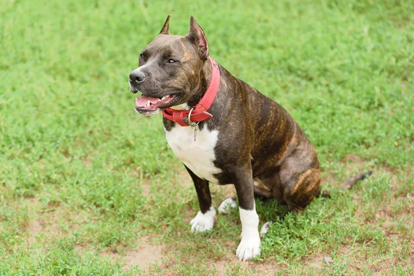 American staffordshire terrier portret — Zdjęcie stockowe