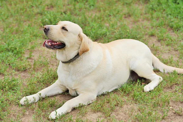 Retrato de perro labrador —  Fotos de Stock