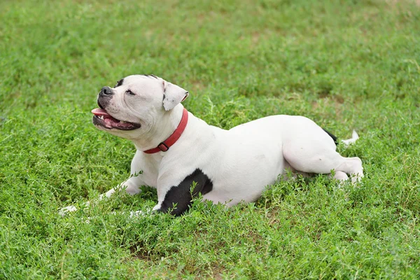 Bulldoggen-Porträt — Stockfoto