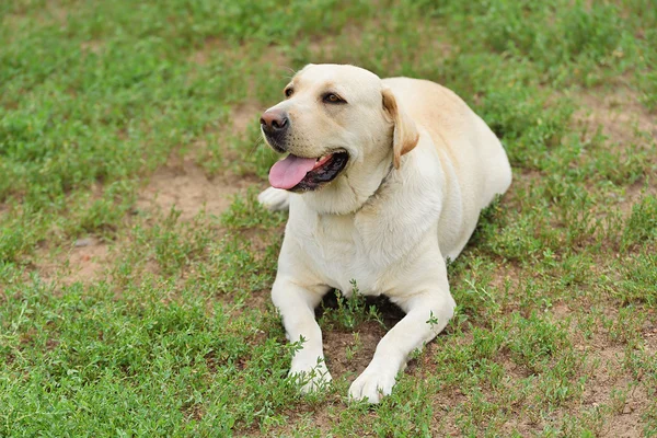 Labrador hund porträtt — Stockfoto
