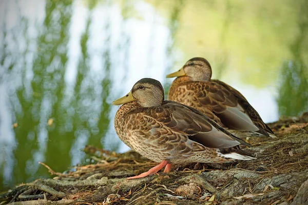 Mallard sitting near the lake — Stock Photo, Image