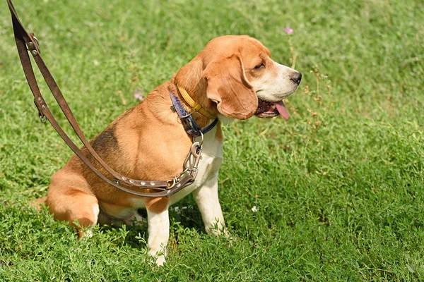 Calma perro beagle descansando en el parque — Foto de Stock