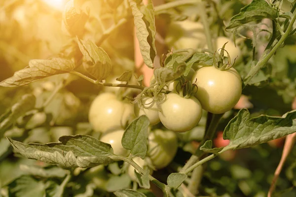 Nezralá rajčata pěstování v zahradě — Stock fotografie