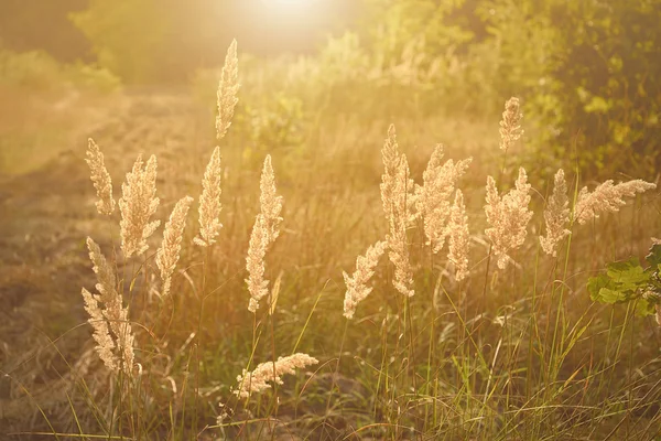 Zomer bloeiende gras in zonsondergang — Stockfoto