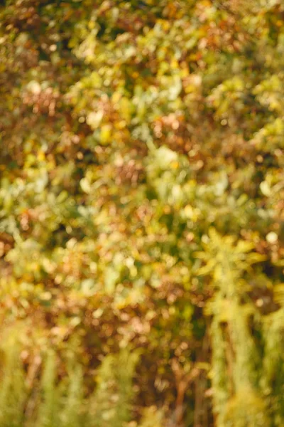 Fond floral d'automne flou — Photo