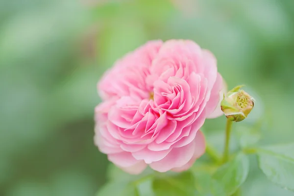 Foto morbida di belle rose — Foto Stock