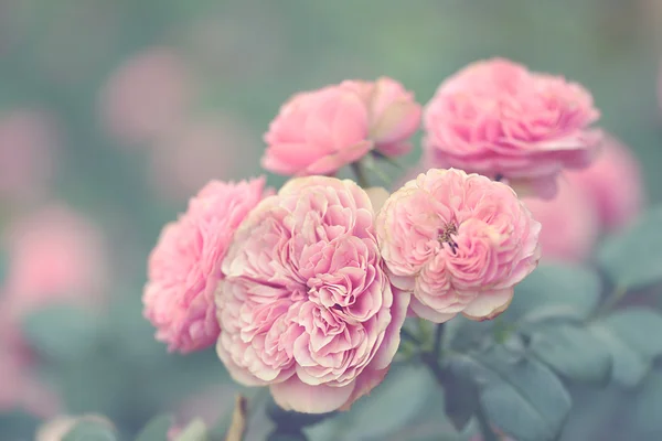 Foto morbida di belle rose — Foto Stock