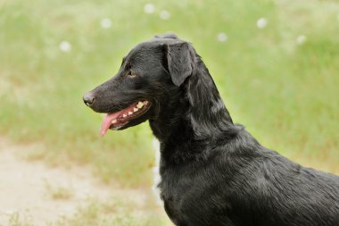 Melez köpek portre