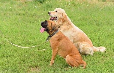 Boksör ve golden retriever portre