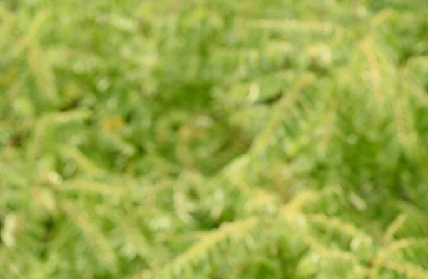 Onscherpe foto's voor een groene gebladerte — Stockfoto