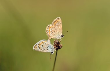 Kelebekler üzerinde kuru çiçek benim