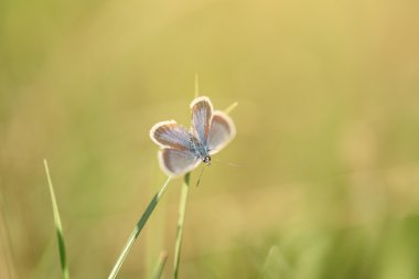Küçük kelebek çiçek dinlenme