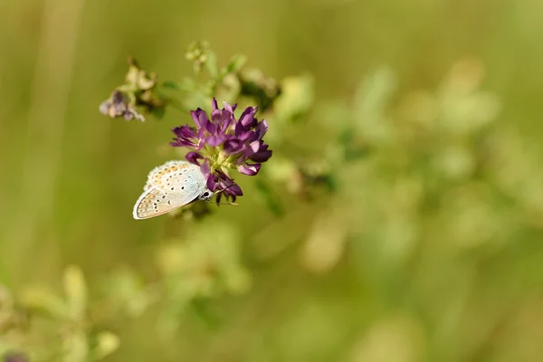 Pequeña mariposa descansando sobre la flor —  Fotos de Stock