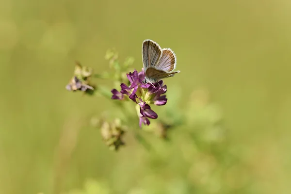 Petit papillon reposant sur la fleur — Photo