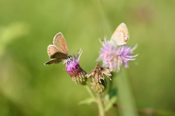 Kupu-kupu kecil bertumpu pada bunga — Stok Foto