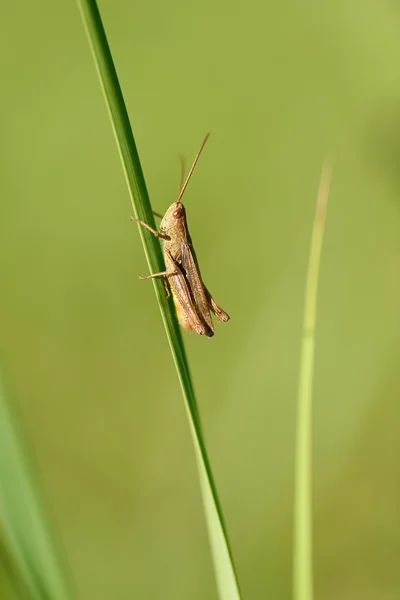 Närbild foto av en gräshoppa — Stockfoto