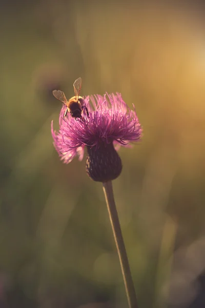 Abelha coletar pólen no campo — Fotografia de Stock