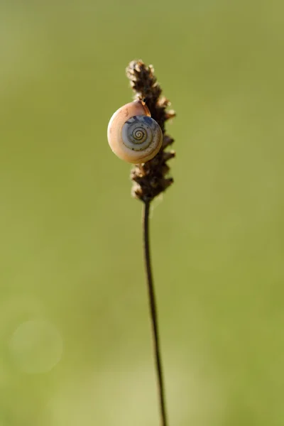 Snigel på torr blomman — Stockfoto