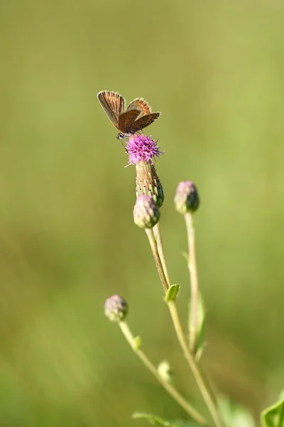 Pequeña mariposa descansando sobre la flor — Foto de Stock