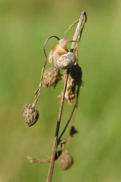 Snigel på torr blomman — Stockfoto