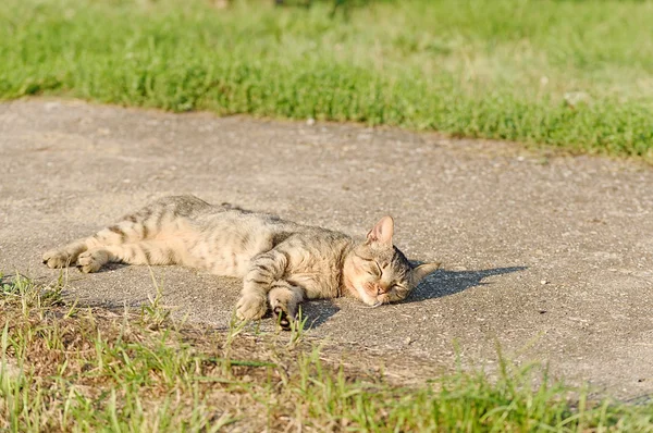 在晴朗的一天休息的猫 — 图库照片