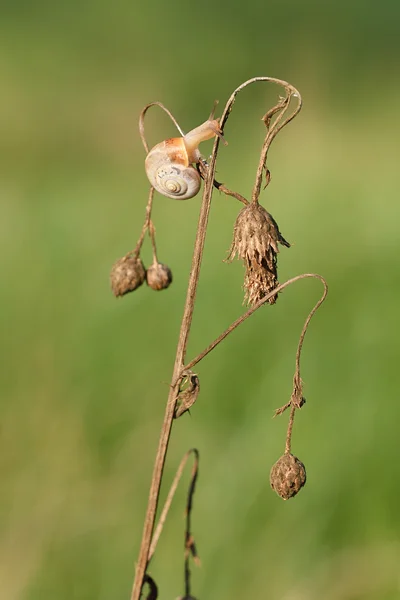 Snigel på torr blomman — Stockfoto