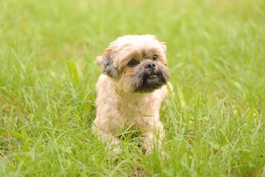 Sevimli küçük Bichon Frise yeşil