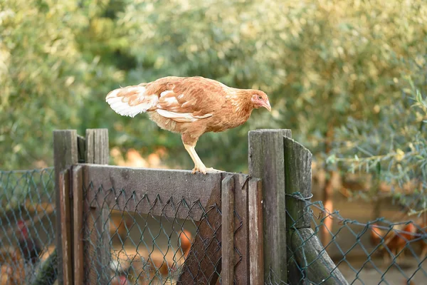 Pollo sulla recinzione in fattoria — Foto Stock