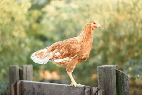 Kuře na plot ve farmě — Stock fotografie