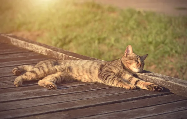 在公园里休息的猫 — 图库照片