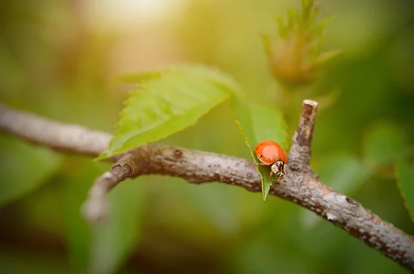 Closeup photo of a ladybug on leaf — ストック写真