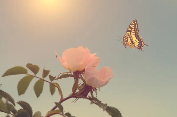 美丽的蝴蝶和花朵 — 图库照片